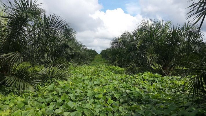 The Center for Sustainable Palm Oil Studies (CSPO)