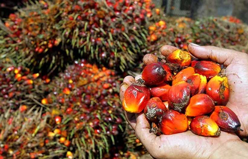 This Is How Palm Oil Is Made