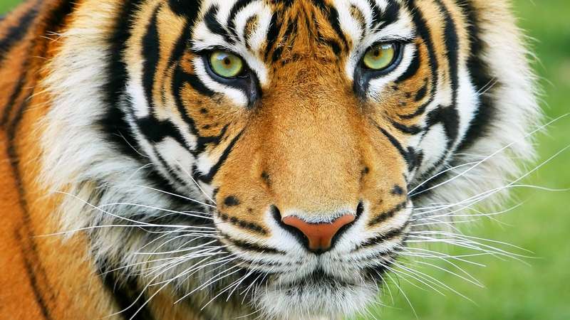 Choose Good Palm Oil and Help Save Tigers — CSPO